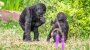 Nürnberger Tiergarten kastriert Gorillas einer seltenen Art | BR24